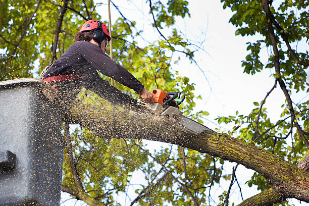 Leaf Removal in Shiner, TX